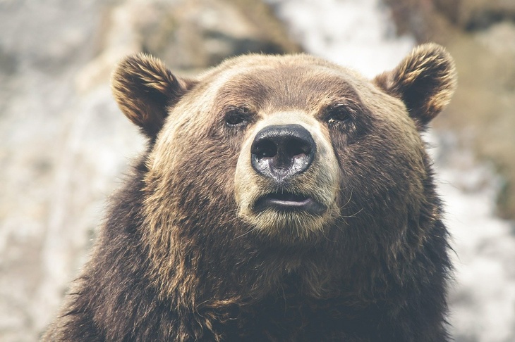 Хитрый сахалинец одержал победу в схватке с агрессивным медведем
