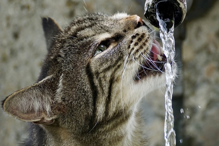 «Кто-то в кастрюлю залез»: Куклачев рассказал, как помочь кошкам пережить жару