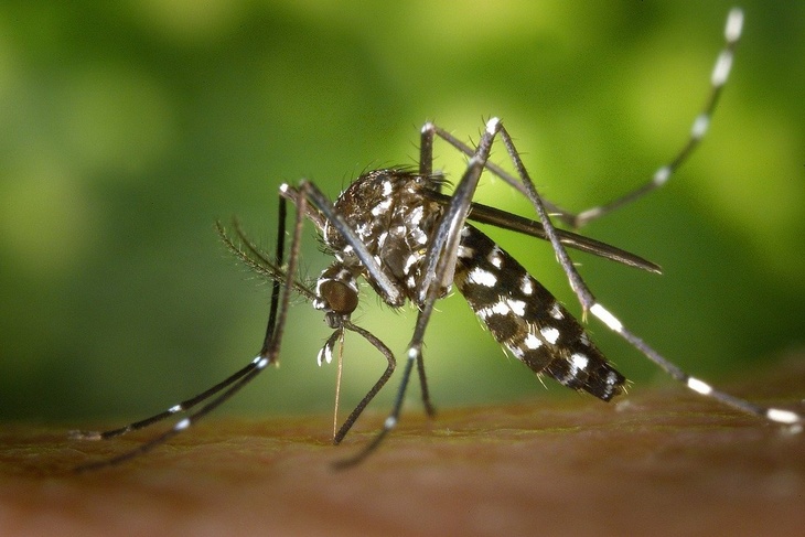 Защита на 10 часов: в Мосприроде посоветовали спасаться от комаров с помощью чеснока