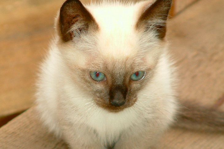 «За тысячу долларов»: Моргенштерн сделал из своей кошки звезду и продал ее котенка