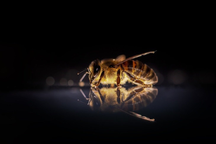 «Казалось бы, обычные пчелки»: врач назвала самый опасный тип аллергии