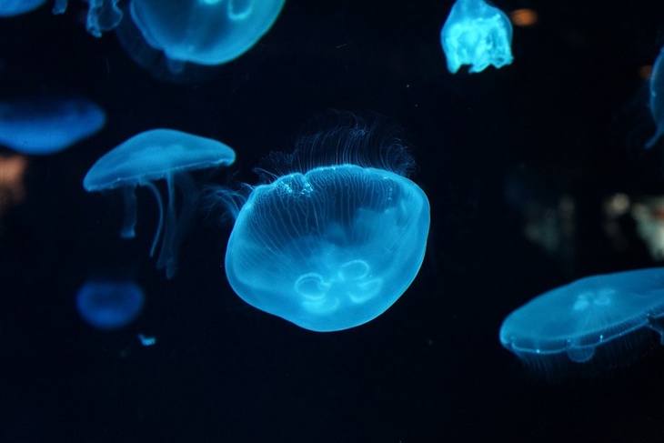 Медуза едва не стала причиной гибели 10 туристов в Крыму