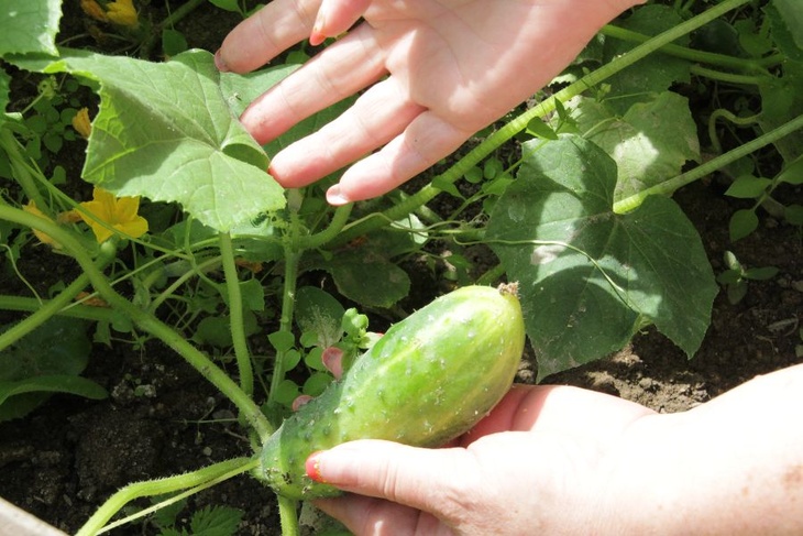 Июльские радости садоводов: какие овощи стоит сажать в этом месяце
