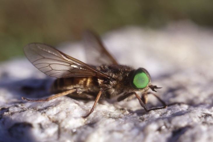 Летняя мошкара: как избежать серьезных осложнений после укусов насекомых