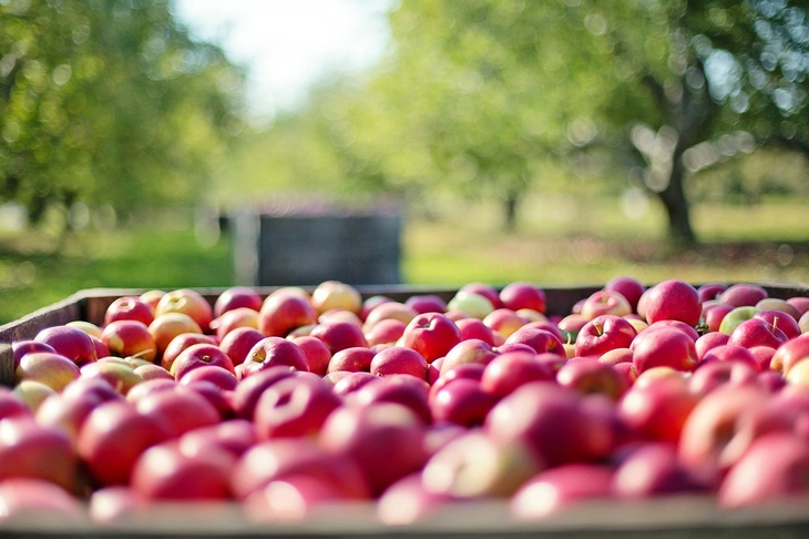 Российские садоводы пожаловались на вредные иностранные яблоки
