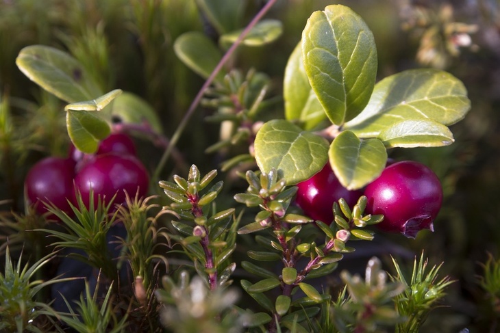 Диетолог объяснила пользу осенних кислых ягод