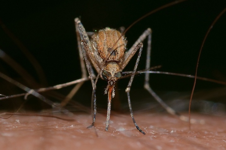 Ученый оценил опасность для россиян выявленной на Украине болезни, которую передают комары