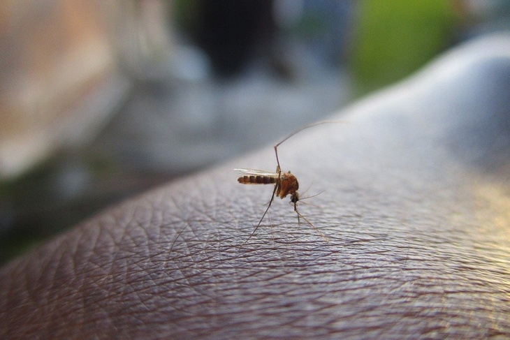 Названы регионы, где есть риск подхватить переносимую комарами лихорадку