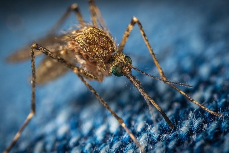 Россиян предупредили о появлении в стране комаров, переносящих опасное заболевание