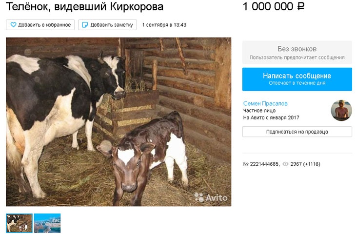 «Телёнок, видевший Киркорова»: на Алтае за миллион продают «звездную» корову