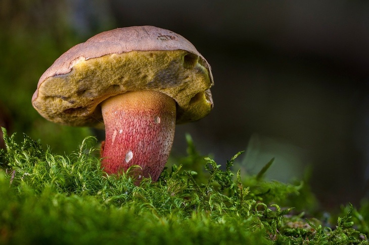 Россиянин нашел в лесу «забронированные» грибы