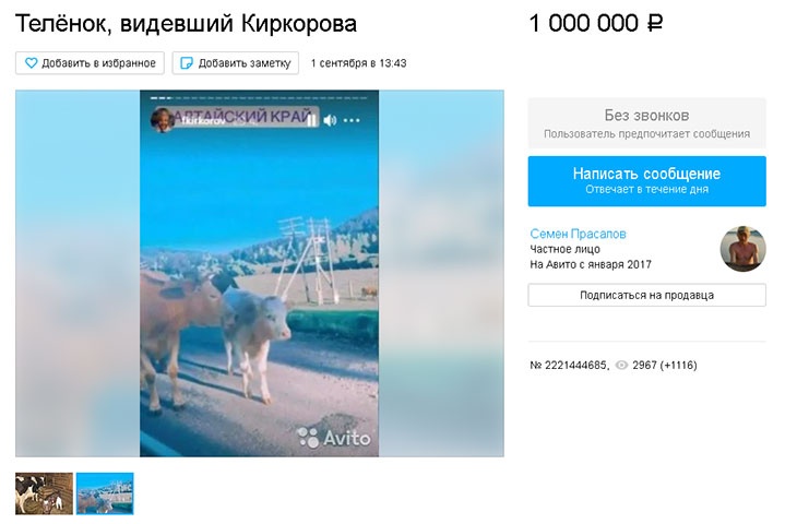 «Телёнок, видевший Киркорова»: на Алтае за миллион продают «звездную» корову