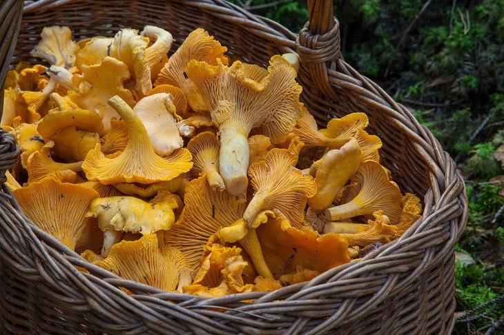 Как правильно собирать и хранить грибы, чтобы увеличить срок их жизни