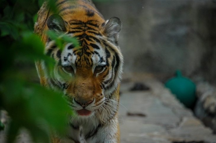 «Сын громко кричал, на месте пальца была кровавая рана»: в парке «Тайган» тигр накинулся на ребенка