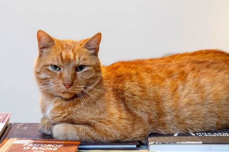 Пропавшего кота Осю из музея Ахматовой в Питере вернули домой: видео