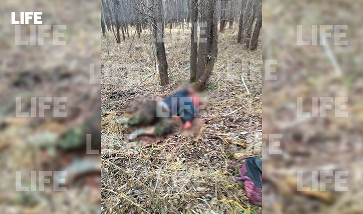 В Тюменской области на троих друзей напал медведь, один человек погиб.