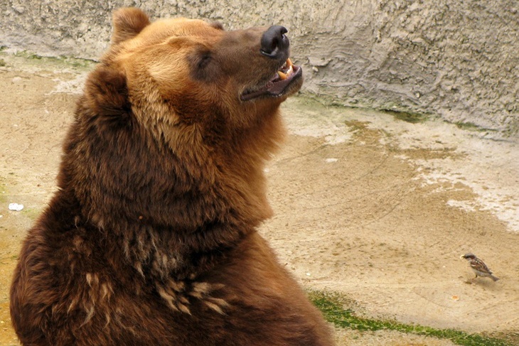 «Это уже браконьерство»: неожиданные подробности в истории с нападением медведя на троих друзей