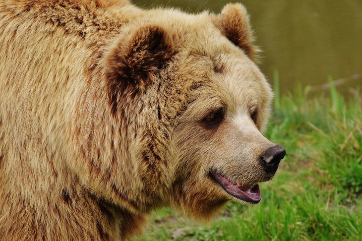 Стали известны детали смертельной схватки боксера с медведицей в Тюменской области