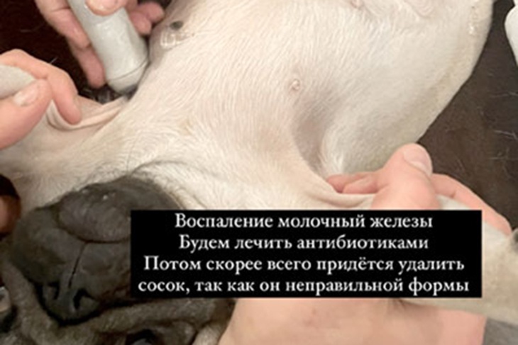 Дочь Славы решила удалить сосок, но не у себя