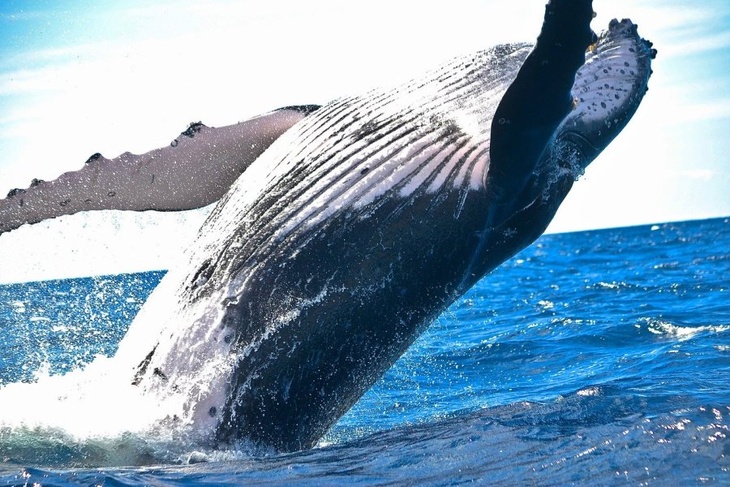 Видео: в Аргентине 30 спасателей вернули в океан двух китов