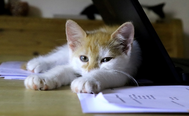 Кошки в офисе: японский метод психологической разгрузки сотрудников