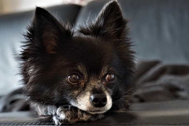 Эксперты назвали породы собак, которых лучше не держать в городских квартирах 