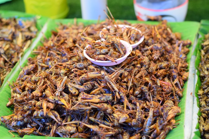 Диетолог Соломатина объяснила, почему нужно есть насекомых