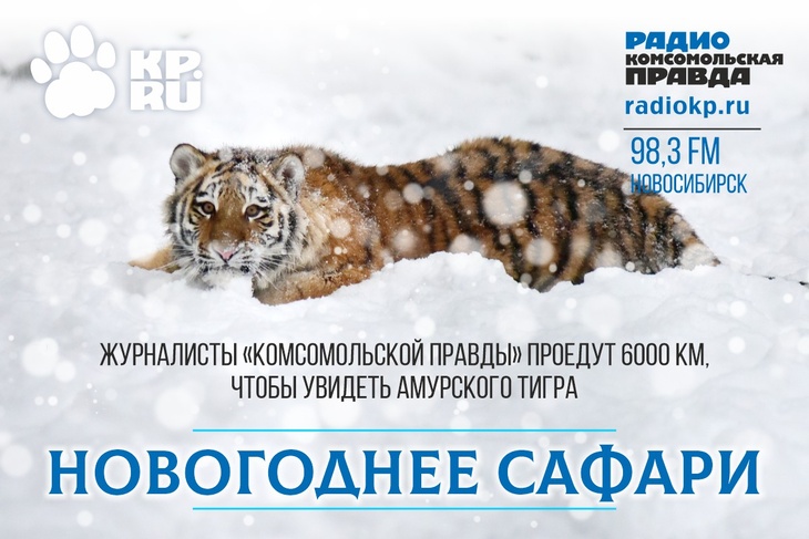 Журналисты КП-Новосибирск отправились в преддверии года тигра на поиски полосатого зверя