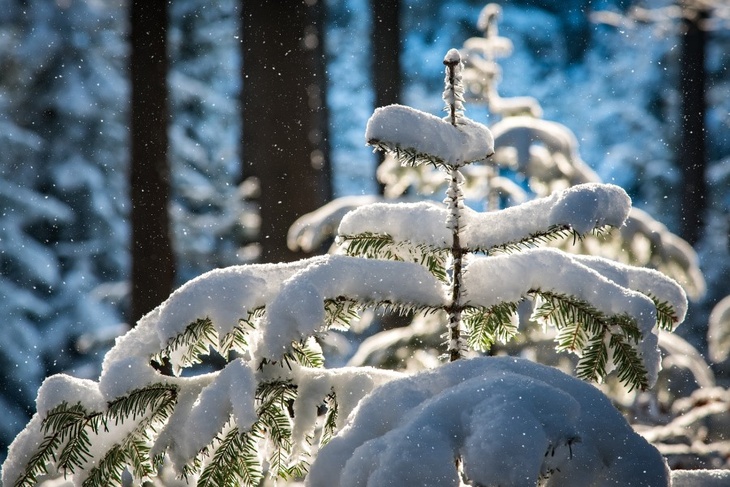 Россиян завалит снегом: какими будут первые месяцы зимы