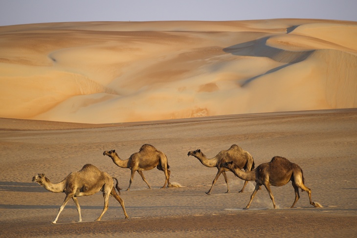 Более 40 верблюдов не допустили до конкурса красоты в Саудовской Аравии из-за ботокса