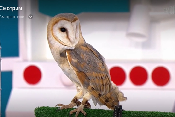 «Ужасный сценарий»: доктор Мясников испугал новой пандемией