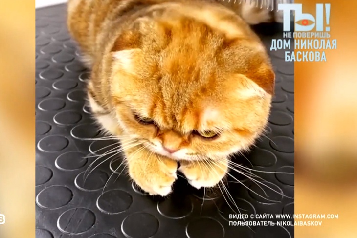 «Нашел шикарного и дорогого "жениха"»: Басков подготовился к первой «брачной ночи»