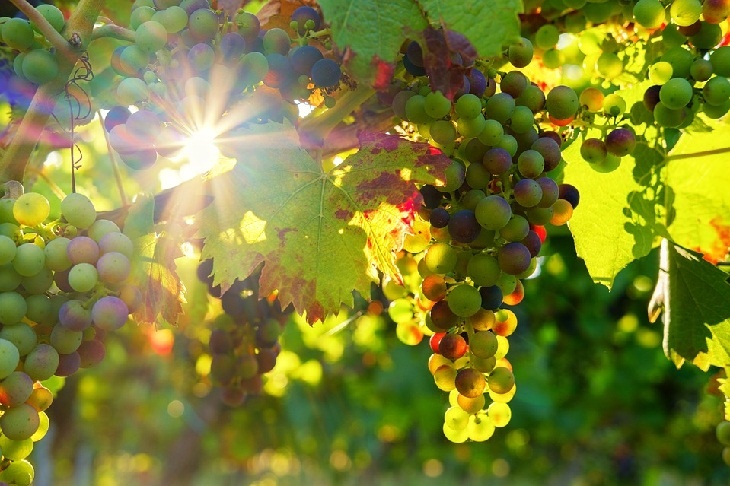 «Сладкий продукт»: Малышева рассказала, какой виноград самый полезный, зеленый, черный или красный