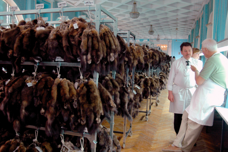 Италия навсегда закроет все фермы по выращиванию зверей ради меха