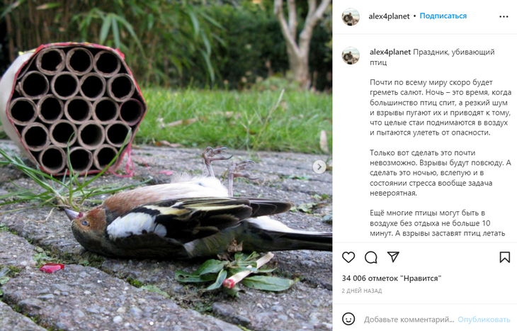 Дождь из мертвых птиц: чем опасны фейерверки 