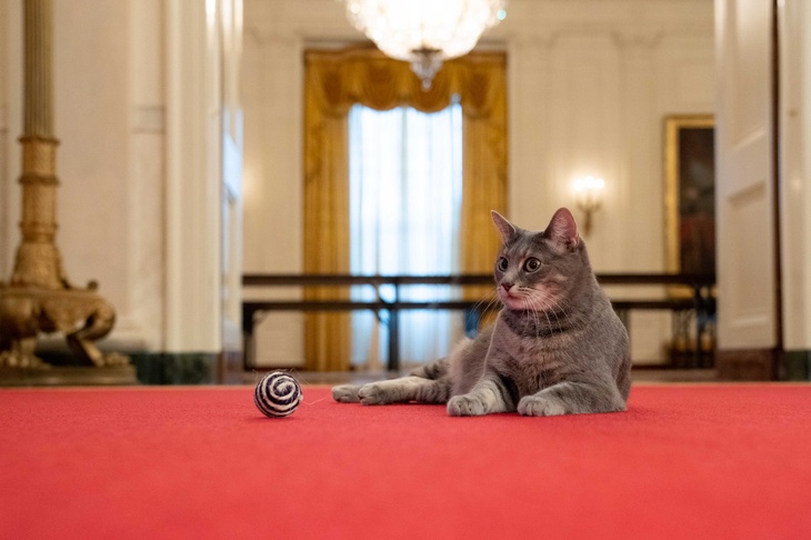 В Белом доме впервые за 10 лет появилась кошка