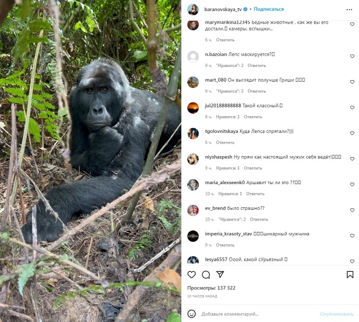 «Встреча с Лепсом»: в Сети высмеяли роман Барановской с певцом под снимком африканской гориллы «Встреча с Лепсом»: в Сети высмеяли роман Барановской с певцом под снимком африканской гориллы