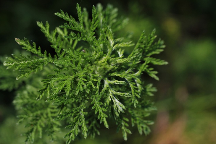Чудодейственная трава: агроном раскрыл главные лекарственные свойства полыни