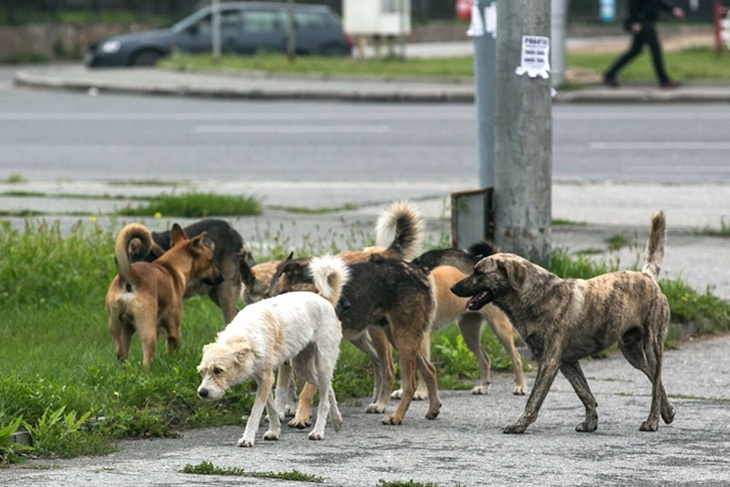 Чудовищная трагедия: в российском регионе бездомные собаки снова загрызли человека