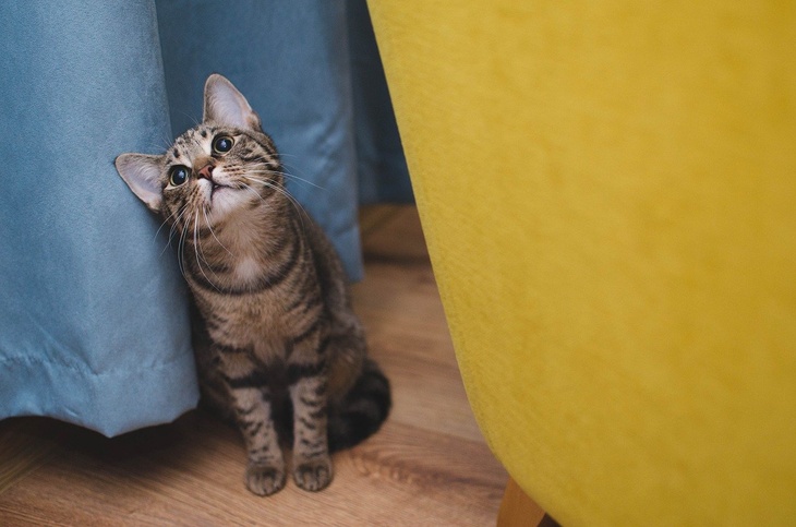 Психолог объяснила россиянам, зачем в доме должна быть кошка