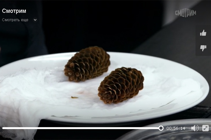 Эксперимент: Мясников рассказал, для чего размочил еловую шишку Эксперимент: Мясников рассказал, для чего размочил еловую шишку