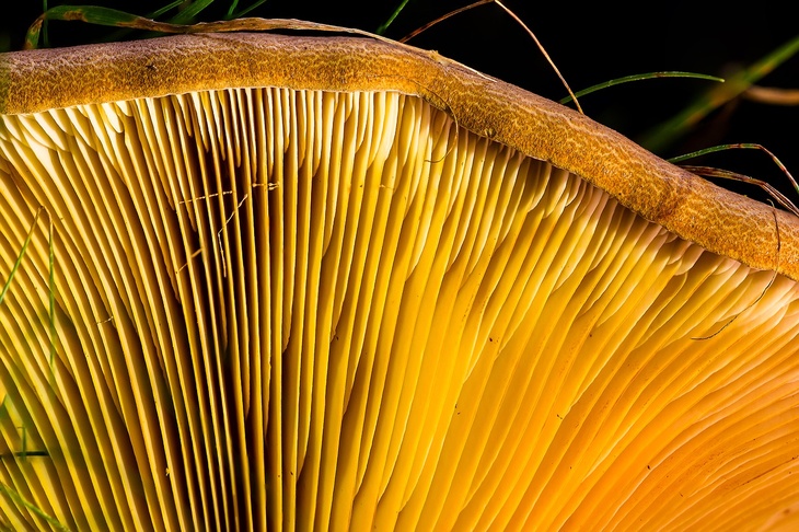 Миколог рассказал, какие грибы сейчас можно найти в лесах Подмосковья