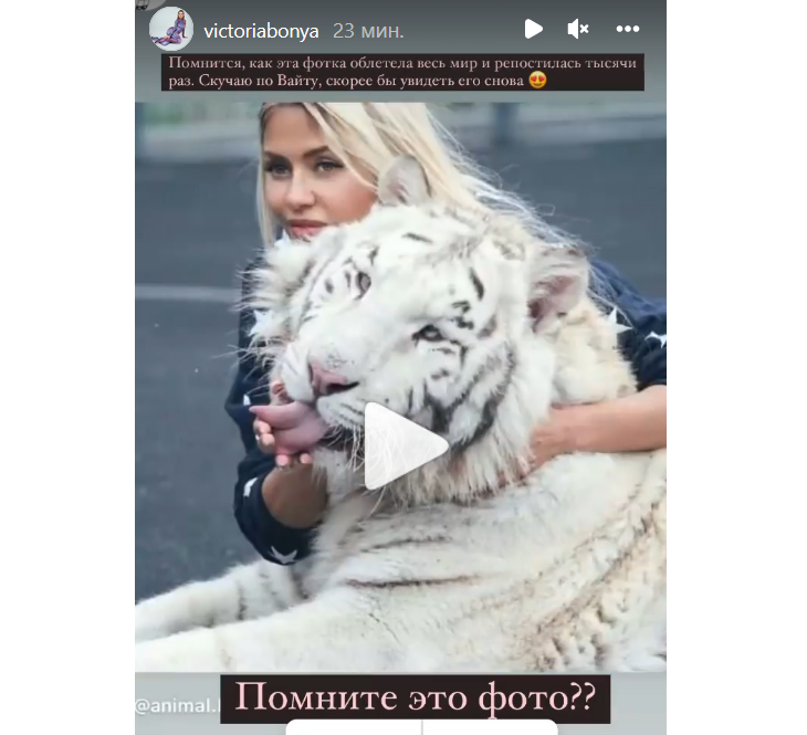 «Скучаю по Вайту»: Боня показала, как обнимает белого тигра «Скучаю по Вайту»: Боня показала, как обнимает белого тигра
