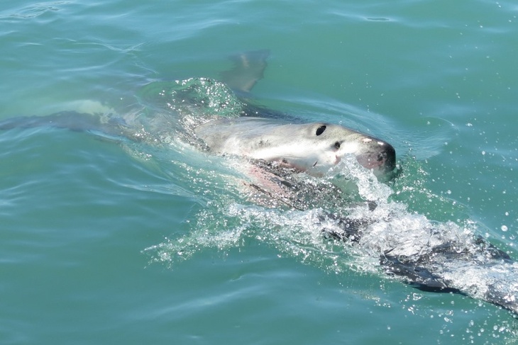 Трагедия произошла за секунды: на побережье Сиднея пловца проглотила акула и выплюнула останки