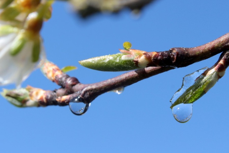 Будет предчувствие весны: в Гидрометцентре рассказали о погоде в первой половине недели
