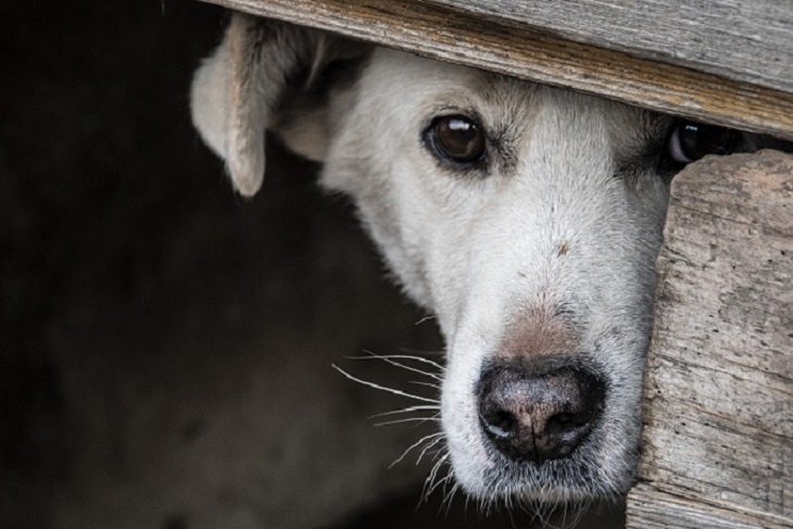 У больницы в Кемерово собака ждет умершего хозяина: видео