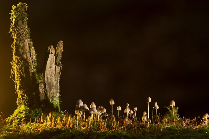 Петербуржцам рассказали, какие грибы можно найти в местных лесах уже в апреле