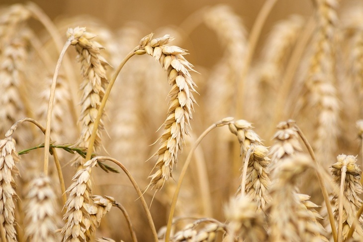 Агроном рассказал, стоит ли россиянам ожидать урожая пшеницы