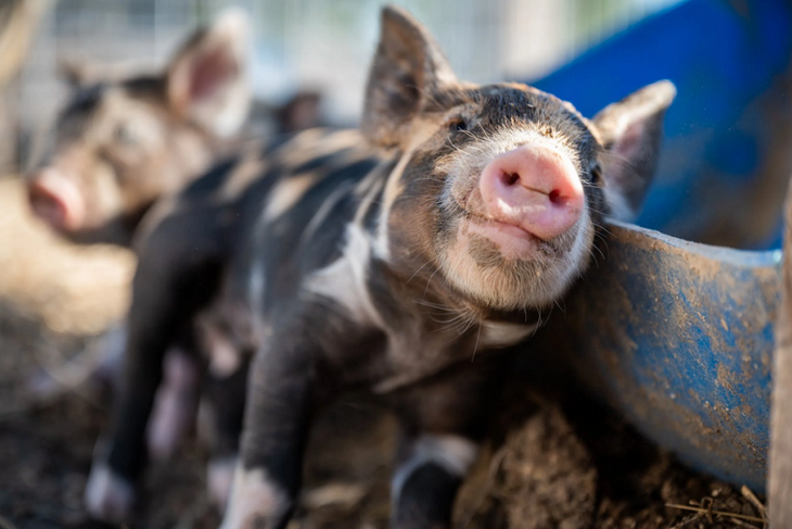 Биологам стало известно, что означает хрюканье и визги свиней