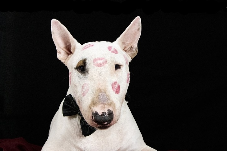 Сепсис и цистит: почему нужно раз и навсегда запретить собакам облизывать лицо